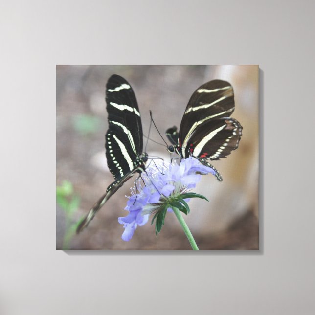 Zebra Butterflies! Leinwanddruck (Vorderseite)