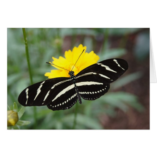 Zebra Butterfly (Vorderseite (Horizontal))