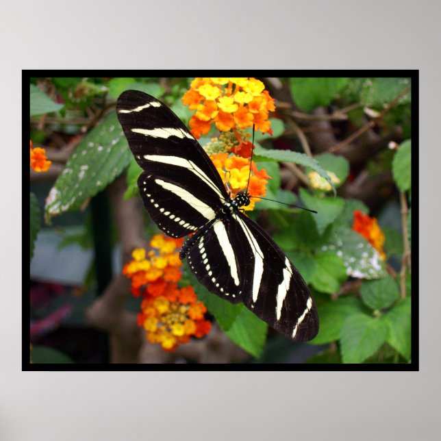 Zebra Butterfly Poster (Vorne)