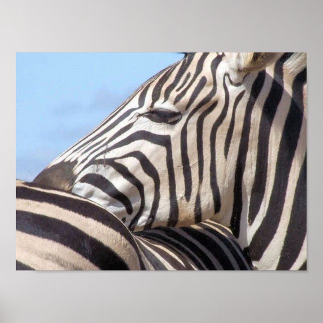 Zebra Canvas Print Poster (Vorne)
