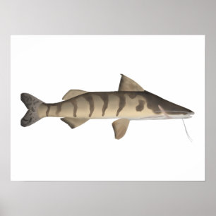 Zebra Catfish Poster