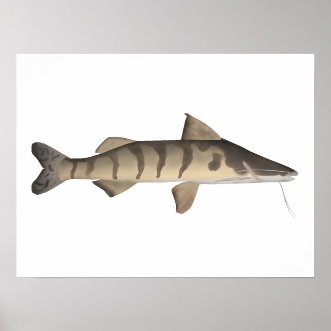 Zebra Catfish Poster (Vorne)