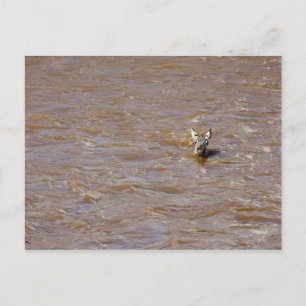 Zebra Crossing Postkarte