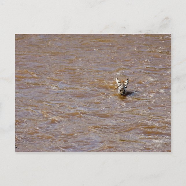 Zebra Crossing Postkarte (Vorderseite)