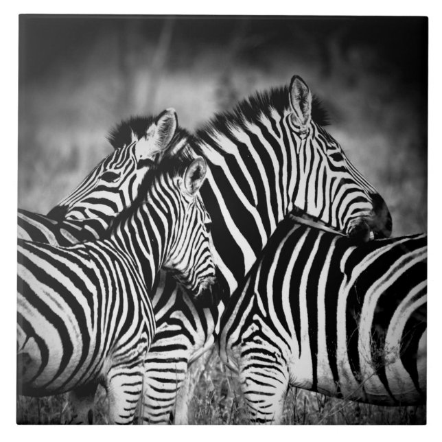 Zebra-Dazzle Fliese (Vorderseite)