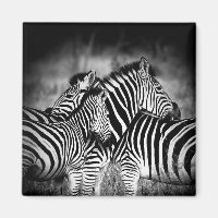 Zebra-Dazzle