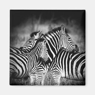 Zebra-Dazzle Magnet