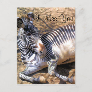 Zebra der Liebe_ Postkarte