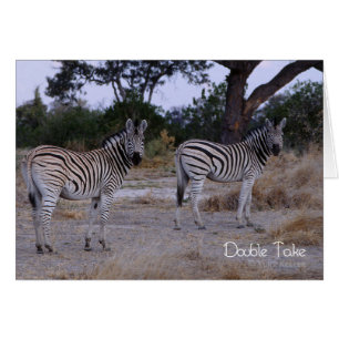 Zebra Double Take Foto