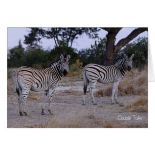 Zebra Double Take Foto