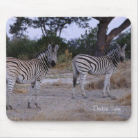 Zebra Double Take Foto