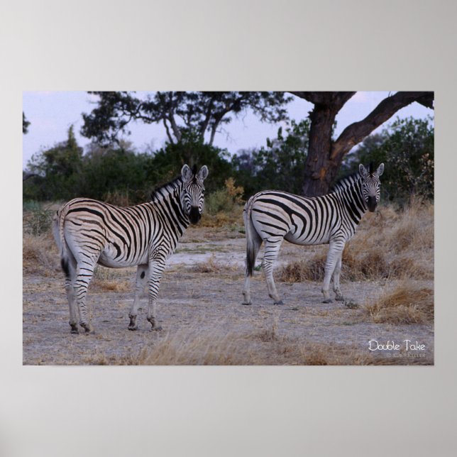 Zebra Double Take Foto Poster (Vorne)