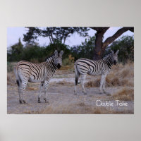 Zebra Double Take Foto