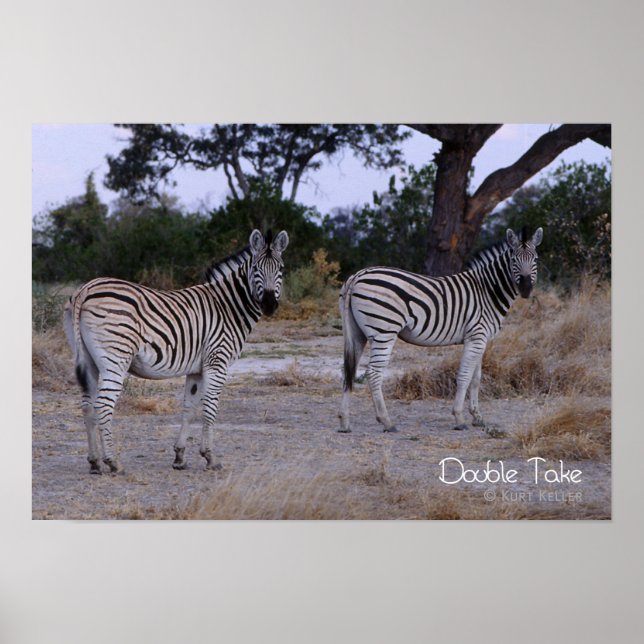Zebra Double Take Foto Poster (Vorne)