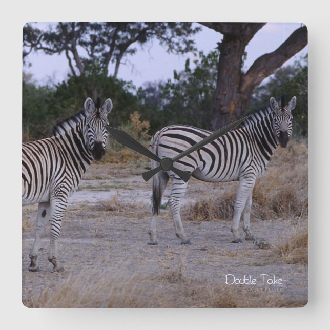 Zebra Double Take Foto Quadratische Wanduhr (Vorderseite)