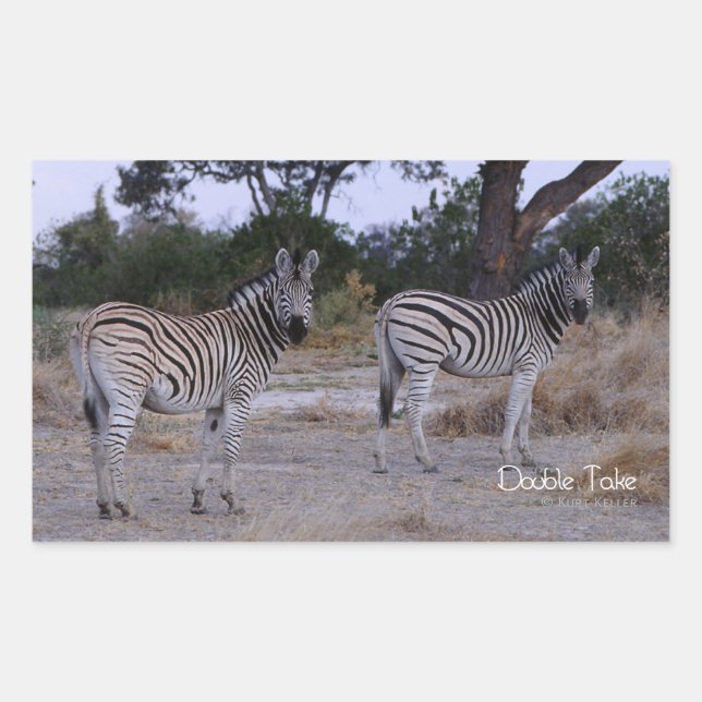 Zebra Double Take Foto Rechteckiger Aufkleber (Vorderseite)