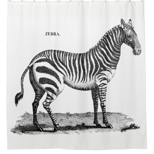 Zebra-Duschvorhang Duschvorhang (Vorderseite)