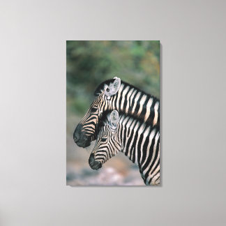 Zebra (Equus burchelli), Etosha National Park, Leinwanddruck