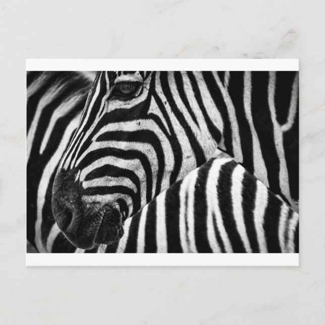 Zebra Face Postkarte (Vorderseite)