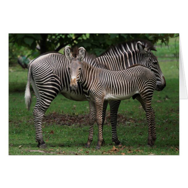 Zebra-Familie (Vorderseite (Horizontal))