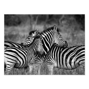Zebra-Familie Fotodruck