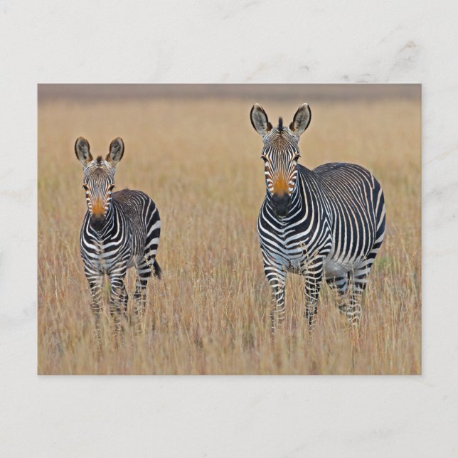Zebra-Familie im afrikanischen Savanna-Foto Postkarte (Vorderseite)