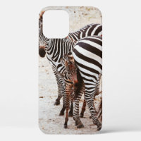 ZEBRA FAMILY