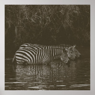 ZEBRA FAMILY DRINK POSTER