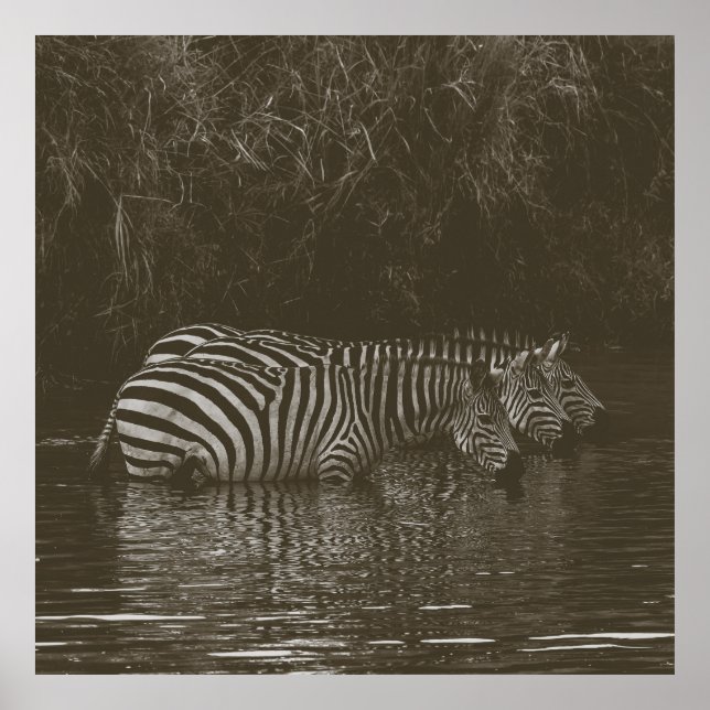 ZEBRA FAMILY DRINK POSTER (Vorne)