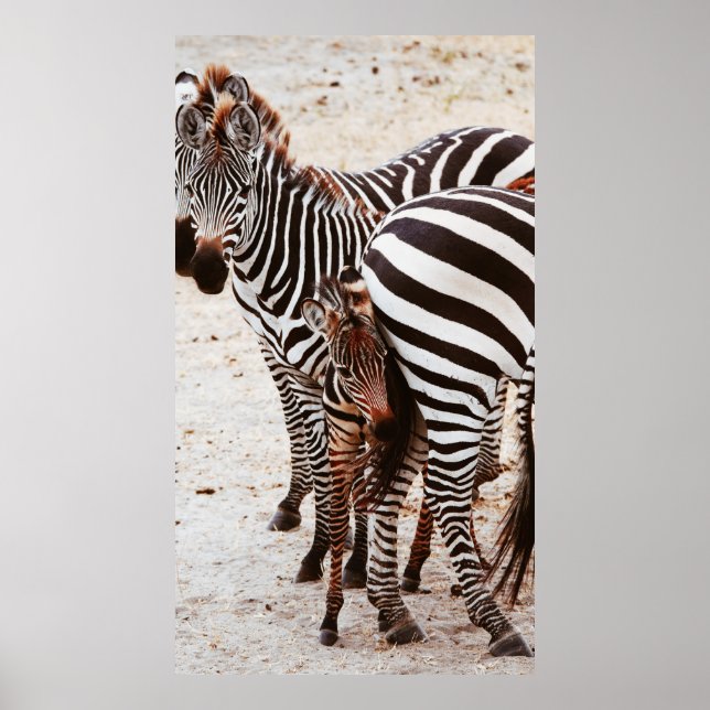 ZEBRA FAMILY POSTER (Vorne)