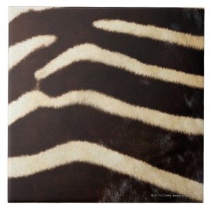 Zebra-Fell Fliese