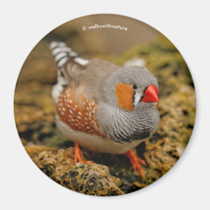 Zebra Finch auf den Felsen Magnet