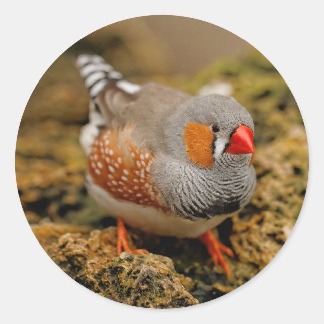 Zebra Finch auf den Felsen Runder Aufkleber (Vorderseite)