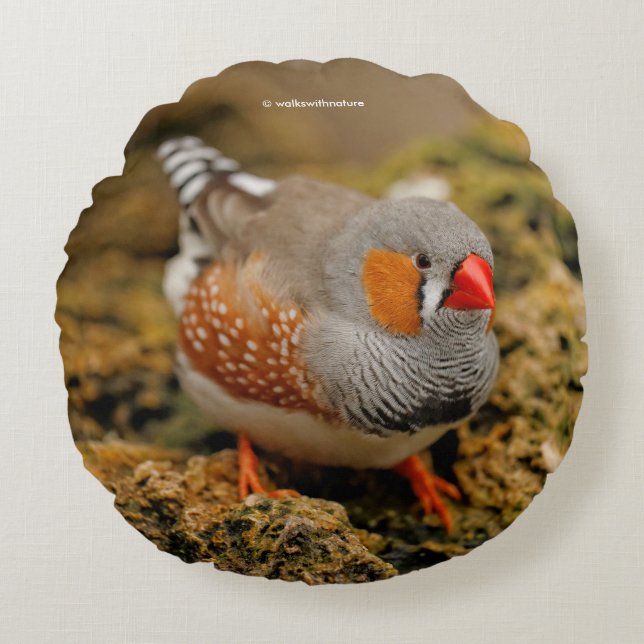 Zebra Finch auf den Felsen Rundes Kissen (Vorderseite)