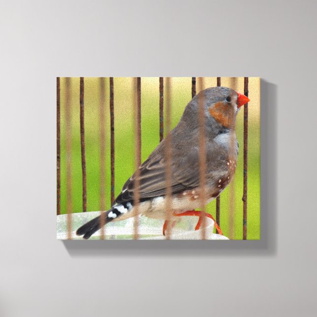 Zebra Finch Bird in Cage Leinwanddruck (Vorderseite)