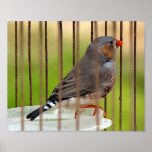 Zebra Finch Bird in Cage Poster