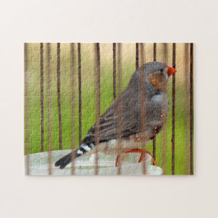 Zebra Finch Bird in Cage Puzzle