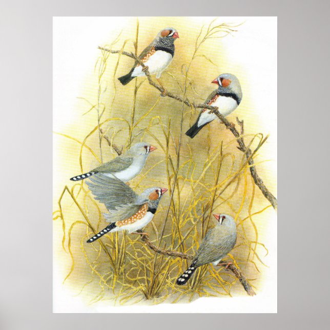 Zebra Finch Group - Taeniopygia guttata Poster (Vorne)