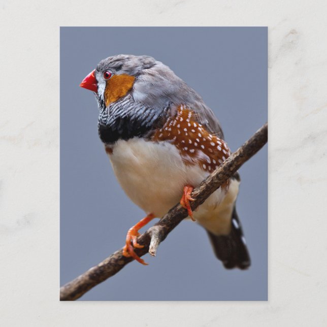 Zebra Finch Postcard Postkarte (Vorderseite)