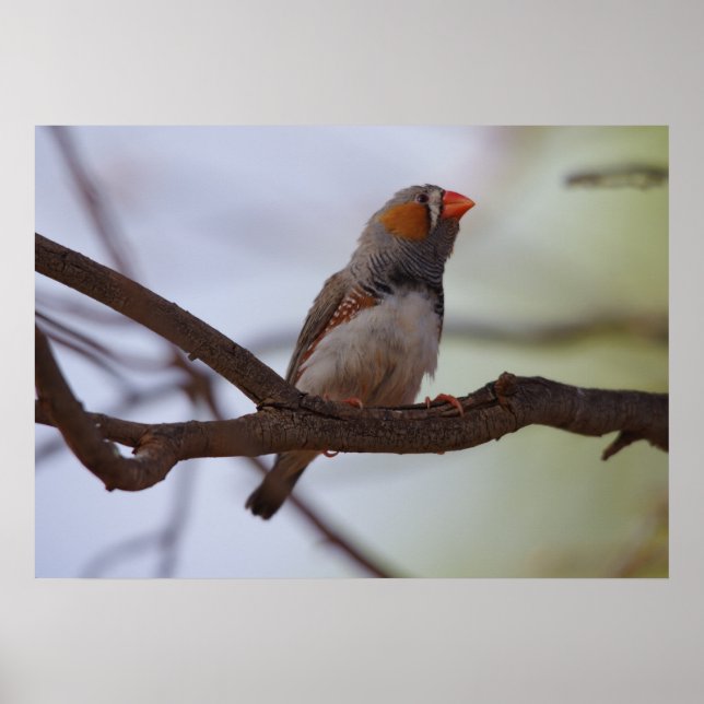 Zebra-Finch Poster (Vorne)