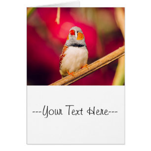 Zebra Finch Rosa Hintergrund