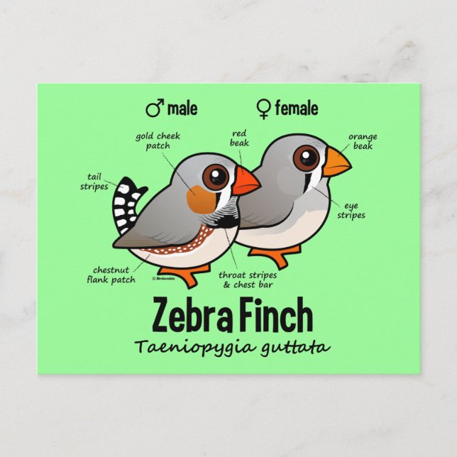 Zebra Finch Statistik Postkarte (Vorderseite)