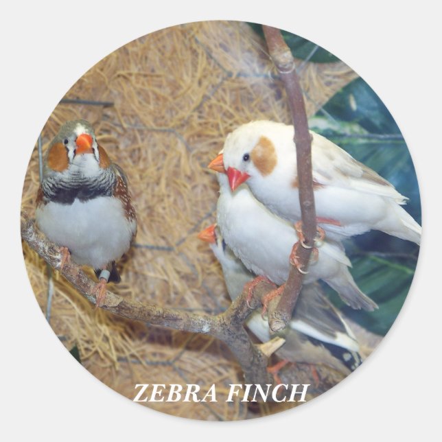 ZEBRA FINCH STICKERS (Vorderseite)