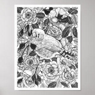 Zebra-Finch und Rose-Buschtinte zeichnend Poster