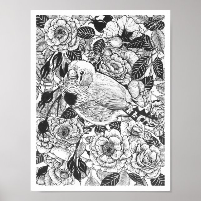 Zebra-Finch und Rose-Buschtinte zeichnend Poster (Vorne)