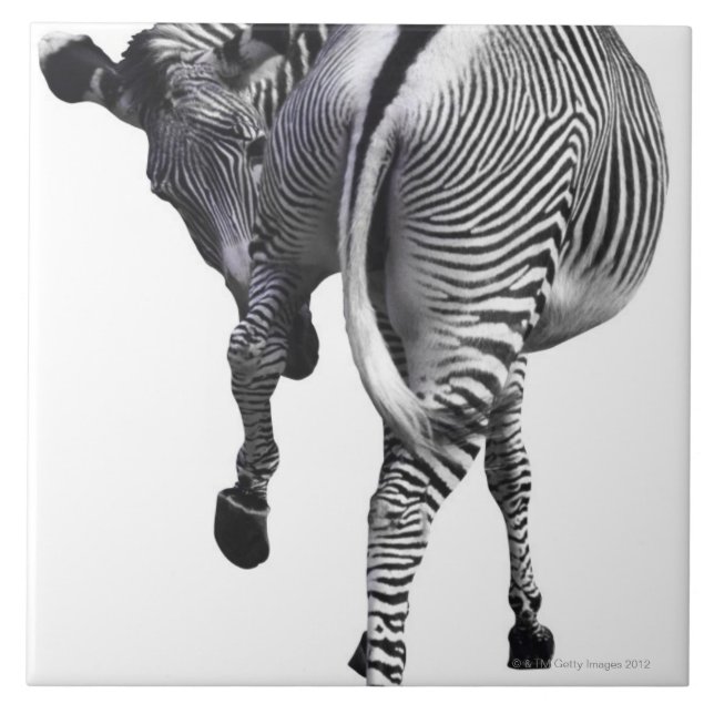 Zebra Fliese (Vorderseite)