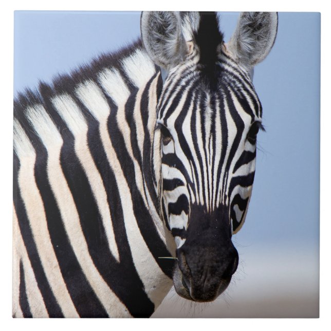 Zebra Fliese (Vorderseite)