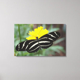 Zebra Flutterby Leinwanddruck