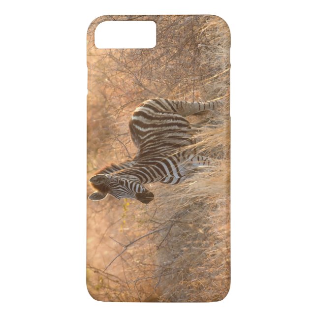 Zebra foal in morning light Case-Mate iPhone hülle (Rückseite)