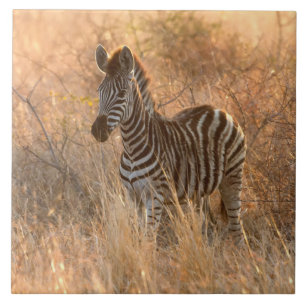 Zebra foal in morning light fliese